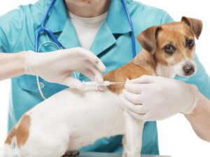 Leia mais sobre o artigo A Importância das Vacinas para os Pets: Protegendo sua Saúde e Felicidade